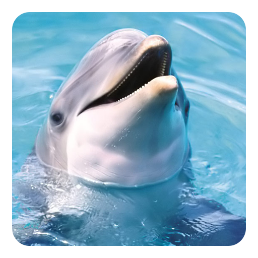 Delphin Klänge