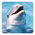 Dolphin Sounds