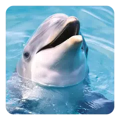 Dolphin Sounds APK download