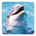 海豚音 图标
