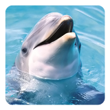 Dolphin Sounds আইকন