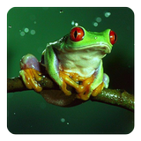 Frog Sounds-icoon