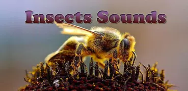 Insectos Sonidos