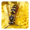 Insects Sounds