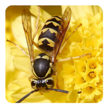 Côn trùng Âm thanh