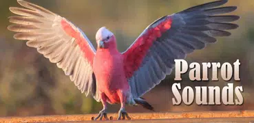 Papagaio Sons