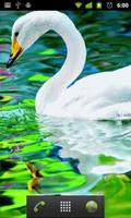 swan live wallpaper syot layar 1