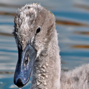 APK swan wallpapers