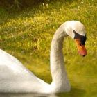 Fond D'écran Du Cygne icône