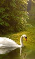 Fond D'écran Du Cygne Affiche