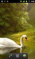 Fond D'écran Du Cygne capture d'écran 1