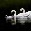 Swan Wallpaper Pictures HD Images Free Photos 4K APK