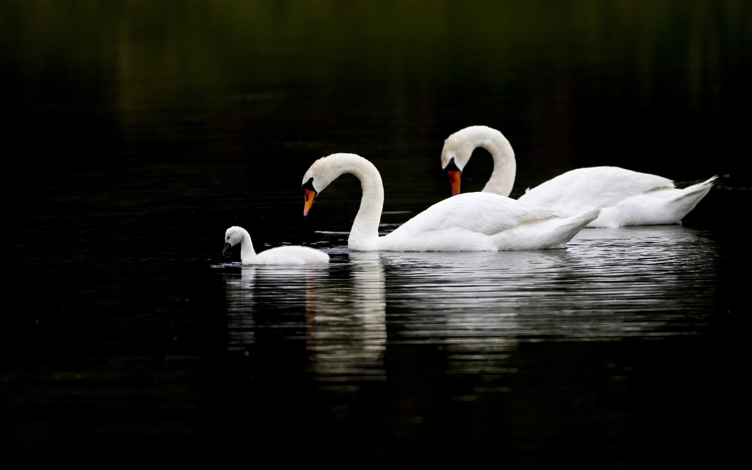 Swan Wallpaper Pictures HD Images Free Photos 4K APK for Android Download
