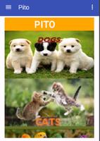 pito 截图 2