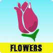 Blumenbilder
