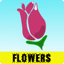 Imagens do Flores APK