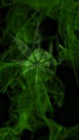 Marijuana Live Wallpaper  - Wispy Smoke FREE screenshot 1