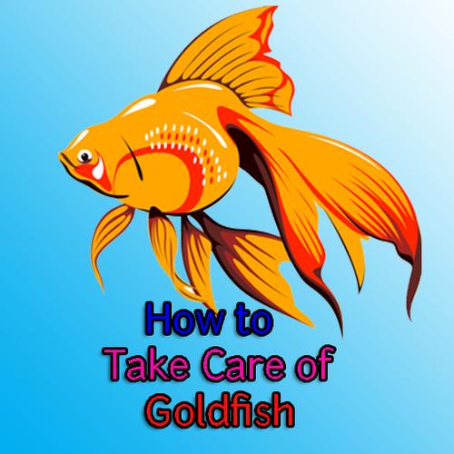 How To Take Care Of Goldfish For Android Apk Download