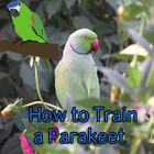 How to Train a Parakeet ไอคอน