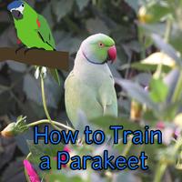 How to Train a Parakeet Plakat