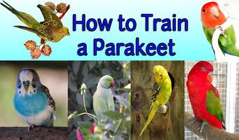 How to Train a Parakeet syot layar 1