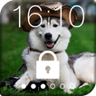 Funny Joke Husky pantalla de bloqueo