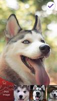 Funny Joke Husky Lock Screen 截圖 2