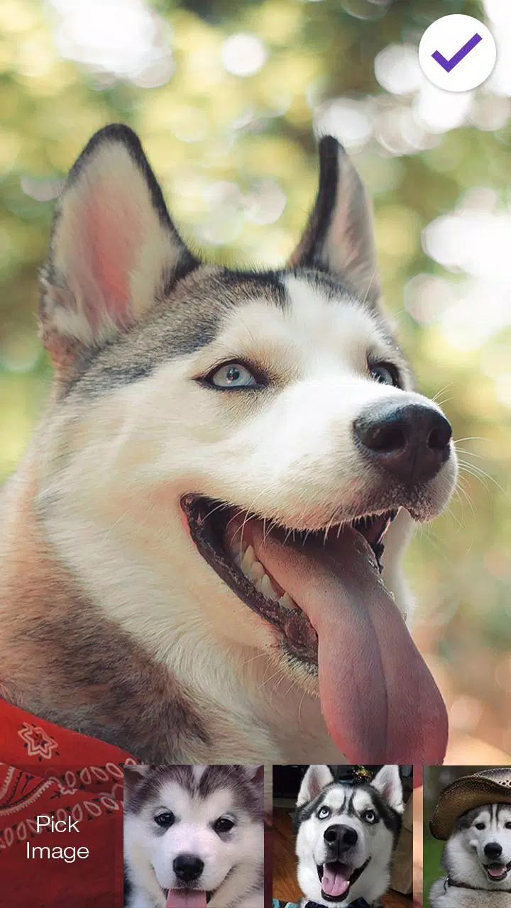 Pun Husky