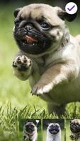 Pug Run Cute Dog Lock Screen Ekran Görüntüsü 2