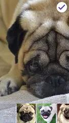 Sweet Pug Puppy Lock Screen APK 下載