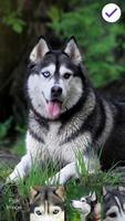 Siberian Husky Dog PIN Lock imagem de tela 2