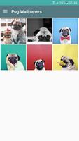Cute Pug Wallpapers capture d'écran 2