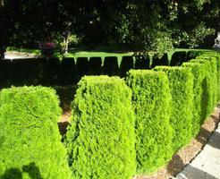 Design de tipos de Hedges Garden imagem de tela 2