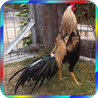 Bangkok Rooster Wallpapers And Backgrounds icône