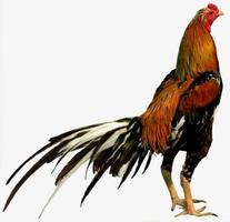 Bangkok Rooster Wallpapers And Backgrounds poster