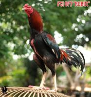 Bangkok Rooster Wallpapers And Backgrounds screenshot 1