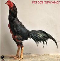 Bangkok Rooster Wallpapers And Backgrounds screenshot 2