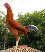 Bangkok Rooster Wallpapers And Backgrounds screenshot 3