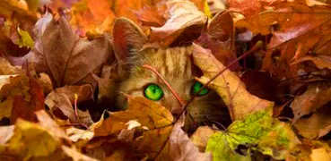 Find Cats