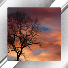 Tree Photo Frames آئیکن