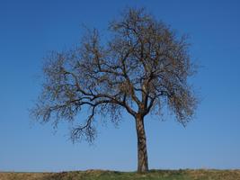 Tree Photo Frames স্ক্রিনশট 2