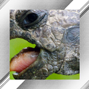 Turtle Photo Frames APK