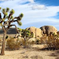 Nature Wallpapers скриншот 2