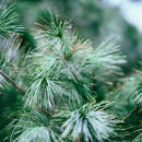 Needles Wallpapers APK