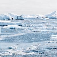 Antarctica Wallpapers 截图 1