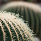 Cactus Wallpapers آئیکن