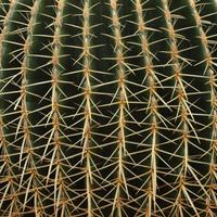 Cactus Wallpapers اسکرین شاٹ 2