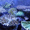 Coral Wallpapers