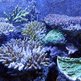 Coral Wallpapers ícone