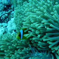 Coral Wallpapers Ekran Görüntüsü 1